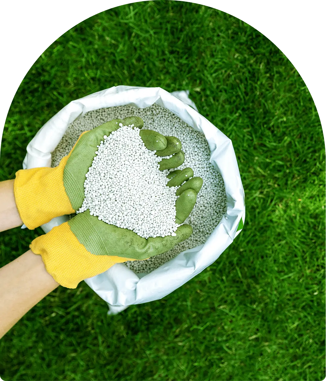 Hands in yellow gloves holding white granular fertilizer over an open bag, on a grassy background.